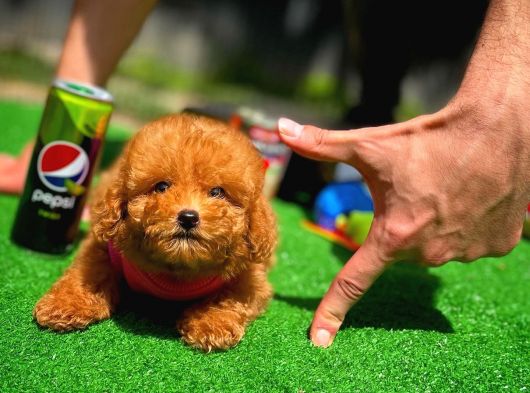 Red Toy Poodle Yavrularımız görsel