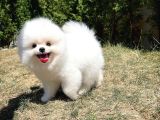 Sevimli Sempatik Pomeranian Boo Oğlumuz Lala