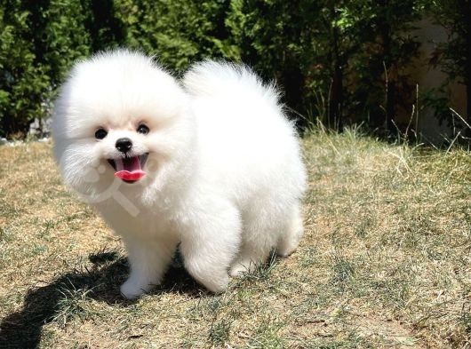 Sevimli Sempatik Pomeranian Boo Oğlumuz Lala görsel