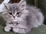 British Short Hair Vr Chinchilla Kırması Yavrumuz