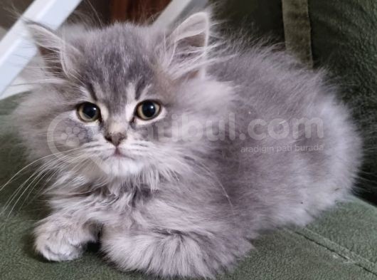 British Short Hair Vr Chinchilla Kırması Yavrumuz görsel