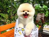 Irk ve Sağlık Garantili Pomeranian Boo Yavrularımız