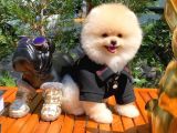 Irk Ve Sağlık Garantili Pomeranian Boo Yavrularımız