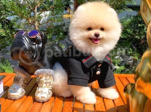 Irk Ve Sağlık Garantili Pomeranian Boo Yavrularımız görsel
