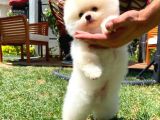 Irk Ve Sağlık Garantili Pomeranian Boo Yavrularımız