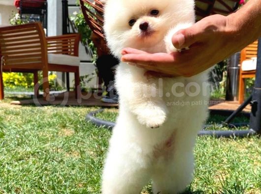 Irk Ve Sağlık Garantili Pomeranian Boo Yavrularımız görsel