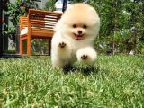 Irk Ve Sağlık Garantili Pomeranian Boo Yavrularımız