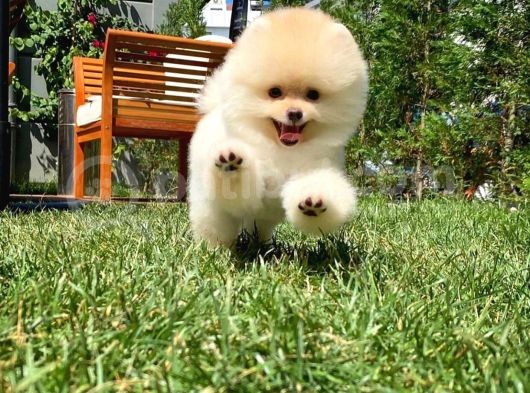 Irk Ve Sağlık Garantili Pomeranian Boo Yavrularımız görsel