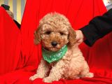 Safkan Toy Poodle Yavrularımız