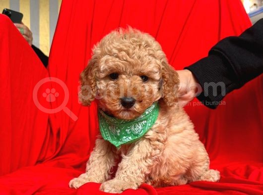 Safkan Toy Poodle Yavrularımız görsel
