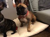 1 Yaşında Dişi Fawn French Bulldog
