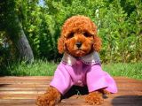 Red Toy Poodle Yavrularımız