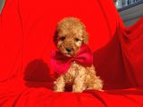 Safkan Toy Poodle Yavrularımız