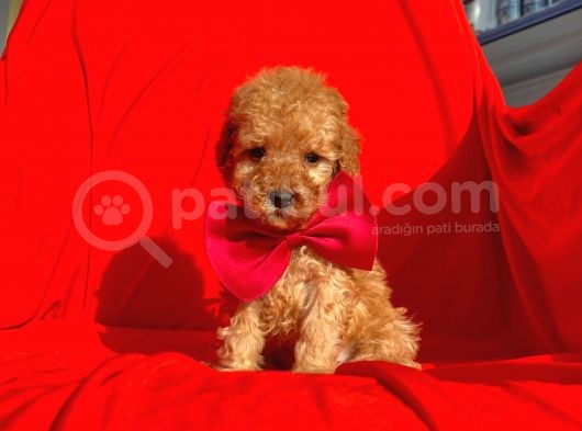 Safkan Toy Poodle Yavrularımız görsel