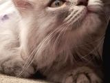 British Short Hair Vr Chinchilla Kırması Yavrumuz