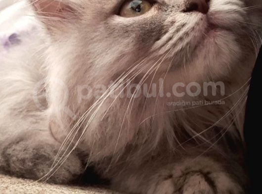British Short Hair Vr Chinchilla Kırması Yavrumuz görsel