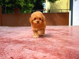 Red Toy Poodle Yavrularımız