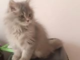 British Short Hair vr Chinchilla Kırması Yavrumuz