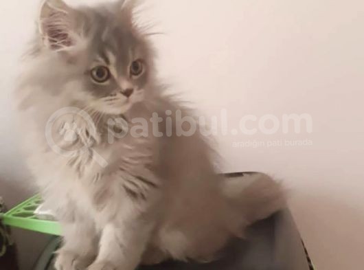 British Short Hair Vr Chinchilla Kırması Yavrumuz