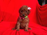 Safkan Toy Poodle Yavrularımız