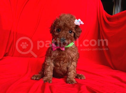 Safkan Toy Poodle Yavrularımız görsel