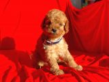 Safkan Toy Poodle Yavrularımız