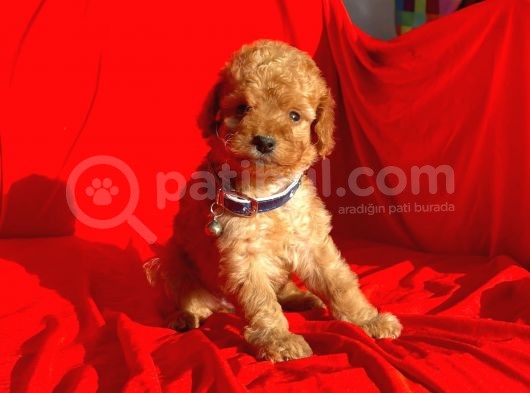 Safkan Toy Poodle Yavrularımız görsel