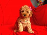 Safkan Toy Poodle Yavrularımız