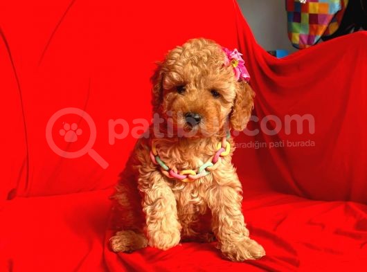 Safkan Toy Poodle Yavrularımız