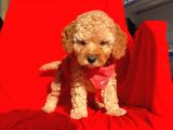 Safkan Toy Poodle Yavrularımız