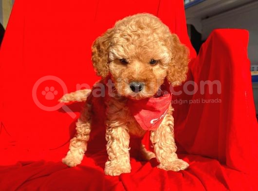 Safkan Toy Poodle Yavrularımız görsel