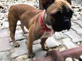 1 Yaşında Dişi Fawn French Bulldog