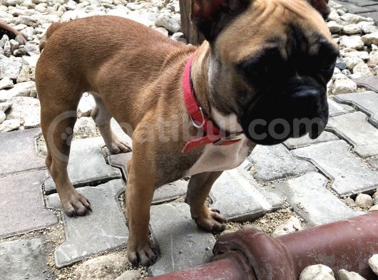 1 Yaşında Dişi Fawn French Bulldog görsel