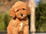 Safkan Toy Poodle Yavrularimiz