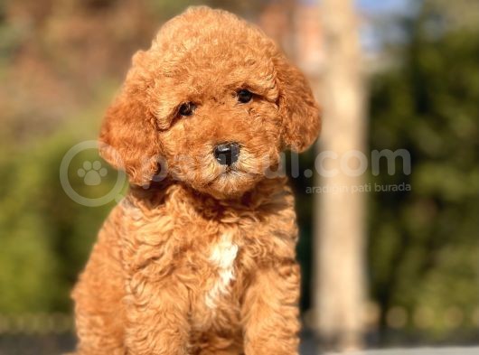 Safkan Toy Poodle Yavrularimiz