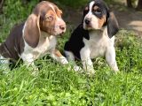 Basset Hound Yavrularimiz