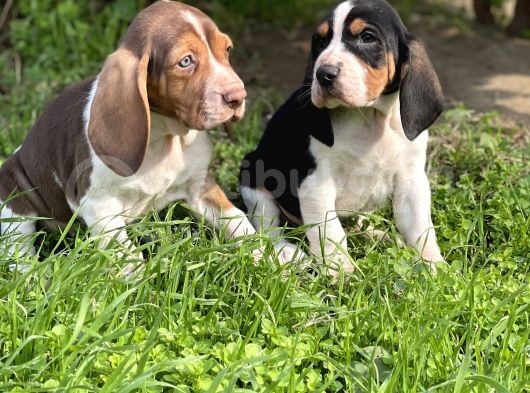 Basset Hound Yavrularimiz