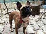 1 Yaşında Dişi Fawn French Bulldog