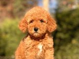 Safkan Toy Poodle Yavrularimiz