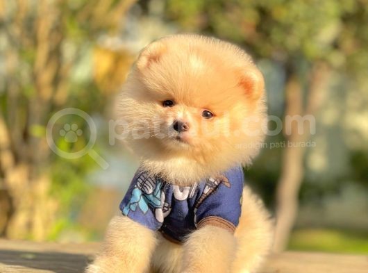 Safkan Teddy Surat Pomeranian Boo Yavrularımız görsel