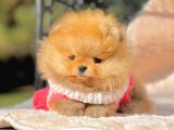 Safkan Teddy Surat Pomeranian Boo Yavrularımız