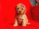 Safkan Toy Poodle Yavrularımız