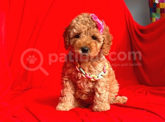 Safkan Toy Poodle Yavrularımız görsel