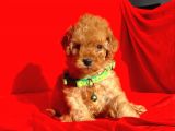 Safkan Toy Poodle Yavrularımız