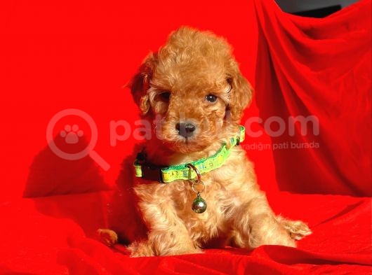 Safkan Toy Poodle Yavrularımız görsel