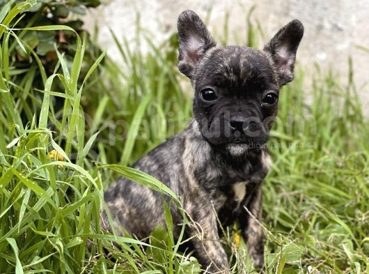 Her Renk French Bulldog Yavrularimiz görsel