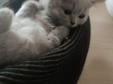 Orijinal British Shorthair Lilak