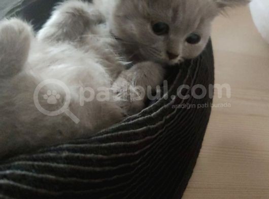 Orijinal British Shorthair Lilak görsel