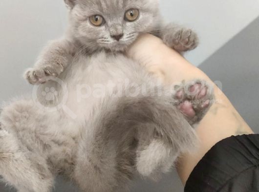 Orijinal British Shorthair Lilak görsel