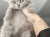 Orijinal British Shorthair Lilak